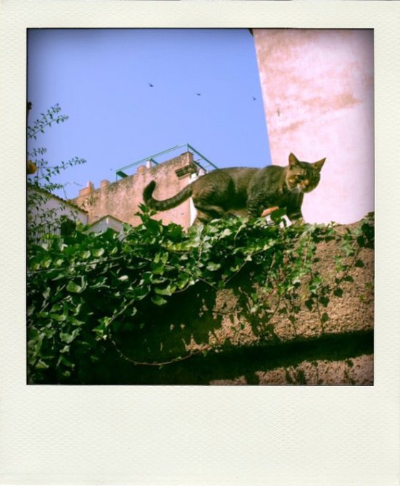 Cat on Wall in Calvi